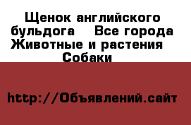 Щенок английского бульдога  - Все города Животные и растения » Собаки   